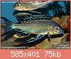         

:  Cyathopharynx furcifer ruziba.jpg
:  312
:  75,3 KB