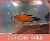         

:  PLATY1.jpg
:  366
:  43,9 KB