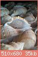         

:  DSC_1655.jpg
:  181
:  34,7 KB