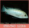         

:  Labidochromis%20caeruleus%20white%205a-0-10.jpg
:  402
:  122,2 KB