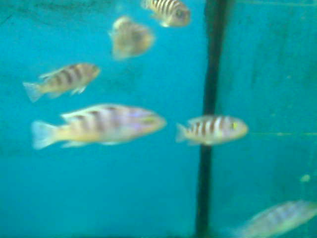 Name:  016.jpg
Views: 597
Size:  16,9 KB