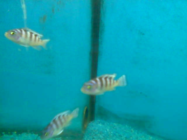 Name:  020.jpg
Views: 588
Size:  16,6 KB