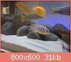         

:  2014-09-06 10.07.57.jpg
:  276
:  31,0 KB
