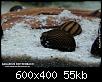         

:  Neritina zebra_a.jpg
:  238
:  54,9 KB