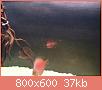         

:  ImageUploadedByTapatalk1411498075.297513.jpg
:  447
:  36,7 KB