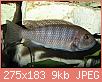         

:  images fish.jpg
:  394
:  9,4 KB