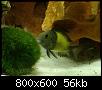         

:  tn_DSC03105.jpg
:  820
:  55,9 KB