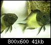         

:  tn_DSC03168.jpg
:  824
:  41,3 KB