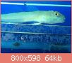         

:  ImageUploadedByTapatalk1423332862.786502.jpg
:  336
:  64,3 KB