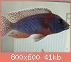         

:  DSC01344.jpg
:  297
:  40,6 KB