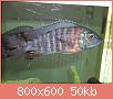         

:  DSC01352.jpg
:  272
:  50,5 KB