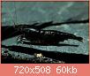         

:  black-sakura-garnelen_720x600.jpg
:  386
:  60,0 KB