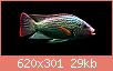         

:  Oreochromis_rend1.jpg
:  687
:  28,7 KB