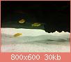         

:  uploadfromtaptalk1435245260649.jpg
:  235
:  29,5 KB