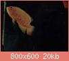         

:  ImageUploadedByTapatalk1438793141.547642.jpg
:  365
:  20,3 KB