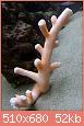         

:  coral1.jpg
:  637
:  51,7 KB