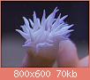         

:  coral9.jpg
:  392
:  69,9 KB