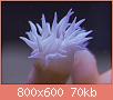         

:  coral9.jpg
:  486
:  69,9 KB