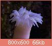         

:  coral10.jpg
:  403
:  65,6 KB