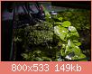        

:  plant06.jpg
:  437
:  148,7 KB