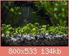         

:  plant09.jpg
:  413
:  134,1 KB