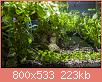         

:  plant10.jpg
:  407
:  223,3 KB