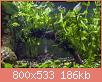         

:  plant11.jpg
:  401
:  185,6 KB