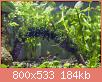         

:  plant12.jpg
:  380
:  183,9 KB