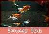         

:  uploadfromtaptalk1454605686435.jpg
:  864
:  53,5 KB