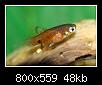         

:  macro1 platy.jpg
:  674
:  47,7 KB