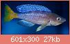         

:  cyprichromis_leptosoma_male_1.jpg
:  246
:  26,9 KB