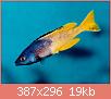         

:  CyprichromisLeptosoma_Kitumba_01.jpg
:  246
:  19,0 KB