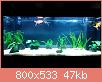         

:  aquarium_1.jpg
:  866
:  47,3 KB