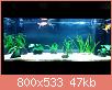         

:  aquarium_1.jpg
:  868
:  47,3 KB