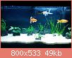         

:  aquarium_2.jpg
:  778
:  49,2 KB