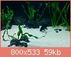         

:  f. black common.jpg
:  1783
:  59,2 KB
