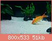         

:  f. common.jpg
:  1634
:  50,8 KB