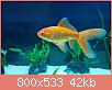         

:  f. comet.jpg
:  3304
:  42,4 KB