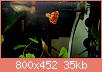         

:  IMG_20160303_121741.jpg
:  432
:  34,6 KB