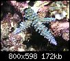         

:  coral01.JPG
:  347
:  171,8 KB