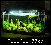         

:  noni's aquarium1.jpg
:  547
:  77,5 KB
