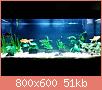         

:  aquarium 1.jpg
:  382
:  50,6 KB
