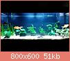         

:  aquarium 1.jpg
:  379
:  50,6 KB