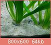         

:  melanoides turbeculata.jpg
:  360
:  63,5 KB