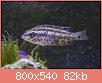         

:  apr03.jpg
:  514
:  82,3 KB