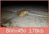         

:  frog.jpg
:  387
:  177,5 KB