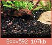         

:  shrimp 1.jpg
:  414
:  107,1 KB