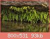         

:  rsz_1rsz_maidenhair_fern_adiantum.jpg
:  468
:  93,2 KB