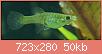         

:  endler eats shrimp.jpg
:  1040
:  50,2 KB