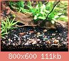         

:  shrimps.jpg
:  337
:  110,8 KB